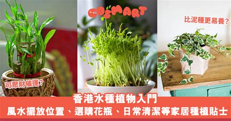 水種植物香港